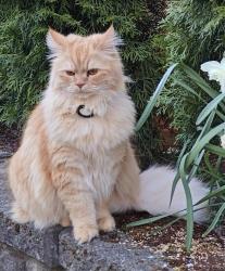 Lost Male Cat last seen 229th Drive NE and NE 81st St, Redmond, WA 98053