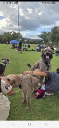 Reunited Male Dog last seen Goldenrod and lake underhill , Orlando, FL 32822