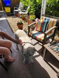 Reunited Male Dog last seen A1A  jupiter , Jupiter, FL 33469