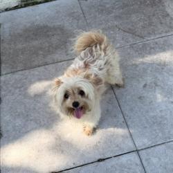 Reunited Female Dog last seen Port St. Lucie, Port St. Lucie, FL 34986
