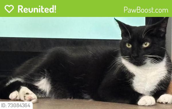 Reunited Female Cat last seen Michigan ave and Rainbows , South Elgin, IL 60177