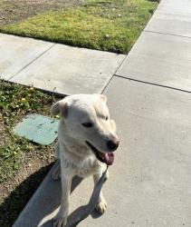 Reunited Male Dog last seen Indian St, Moreno Valley, CA, USA, Moreno Valley, CA 92553