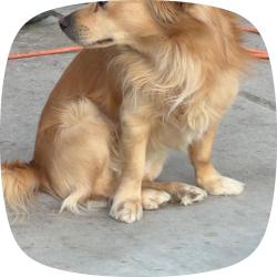 Reunited Male Dog last seen Near Willard St, Las Vegas, NV 89122, USA, Las Vegas, NV 89122