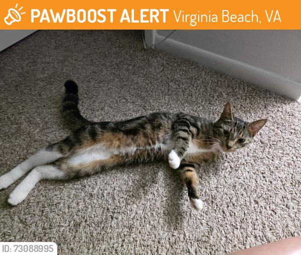 Found/Stray Female Cat last seen Level Green and Providence Road , Virginia Beach, VA 23464