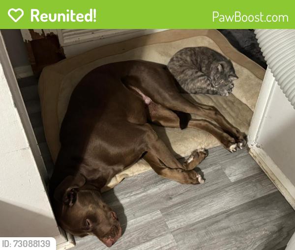 Reunited Male Dog last seen Birchdale Dr and Sunset Dr, Elgin, IL 60123