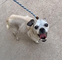 Found/Stray Female Dog last seen Woodson Road and Richard Avenue, University City, MO 63132