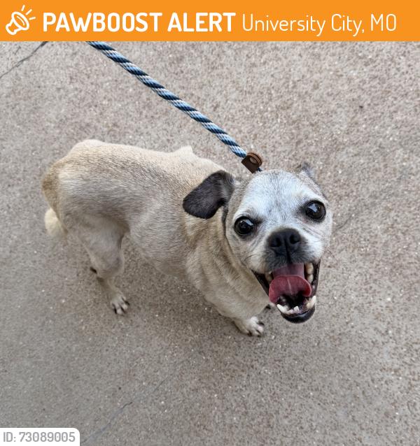 Found/Stray Female Dog last seen Woodson Road and Richard Avenue, University City, MO 63132