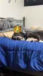 Lost Male Dog last seen Chatfield and cochetopa pass, Littleton, CO 80127