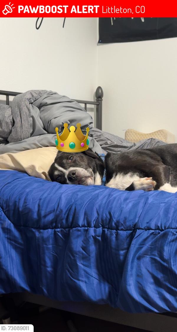 Lost Male Dog last seen Chatfield and cochetopa pass, Littleton, CO 80127
