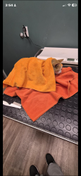 Lost Male Cat last seen via mallorca / alicante, San Diego, CA 92037