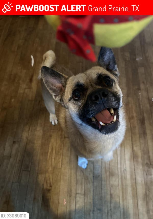 Lost Male Dog last seen Lamar park, Grand Prairie, TX 75050