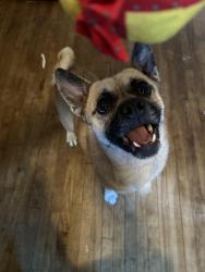Lost Male Dog last seen Lamar park, Grand Prairie, TX 75050