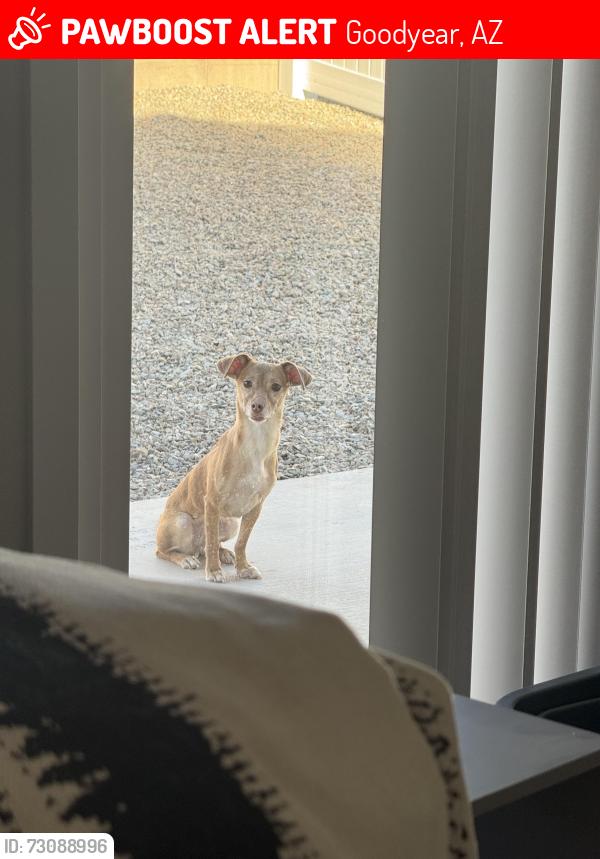Lost Female Dog last seen 173rd Avenue, Goodyear, AZ 85338
