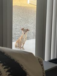 Lost Female Dog last seen 173rd Avenue, Goodyear, AZ 85338
