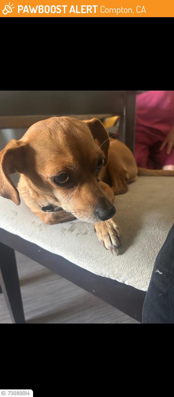 Found/Stray Female Dog last seen Compton, Compton, CA 90220