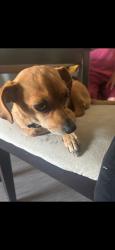 Found/Stray Female Dog last seen Compton, Compton, CA 90220