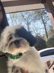 Lost Male Dog last seen Near W Richardson Ave, Summerville, SC 29483