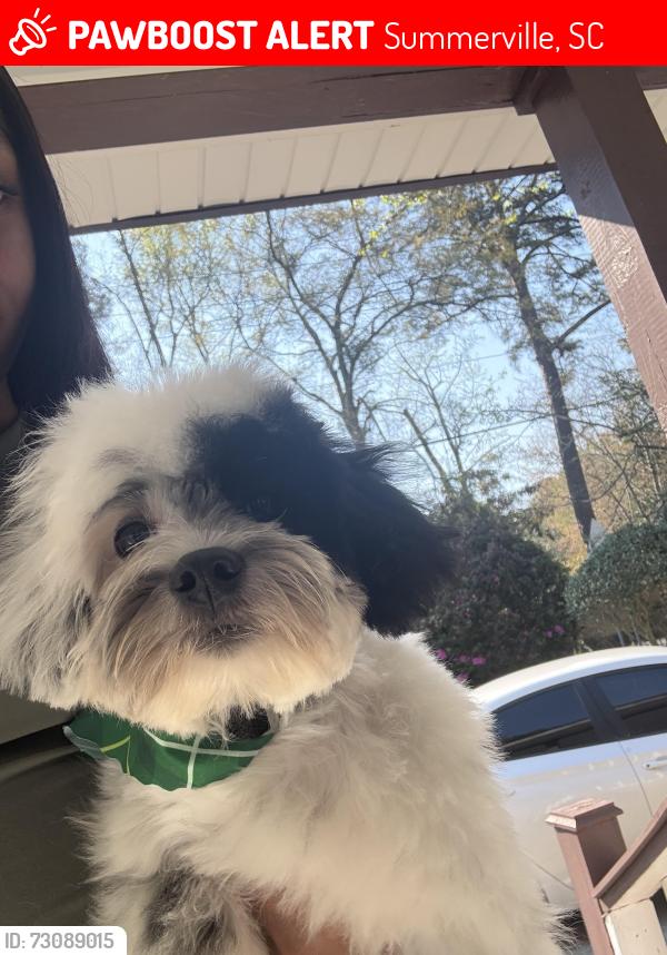 Lost Male Dog last seen Near W Richardson Ave, Summerville, SC 29483