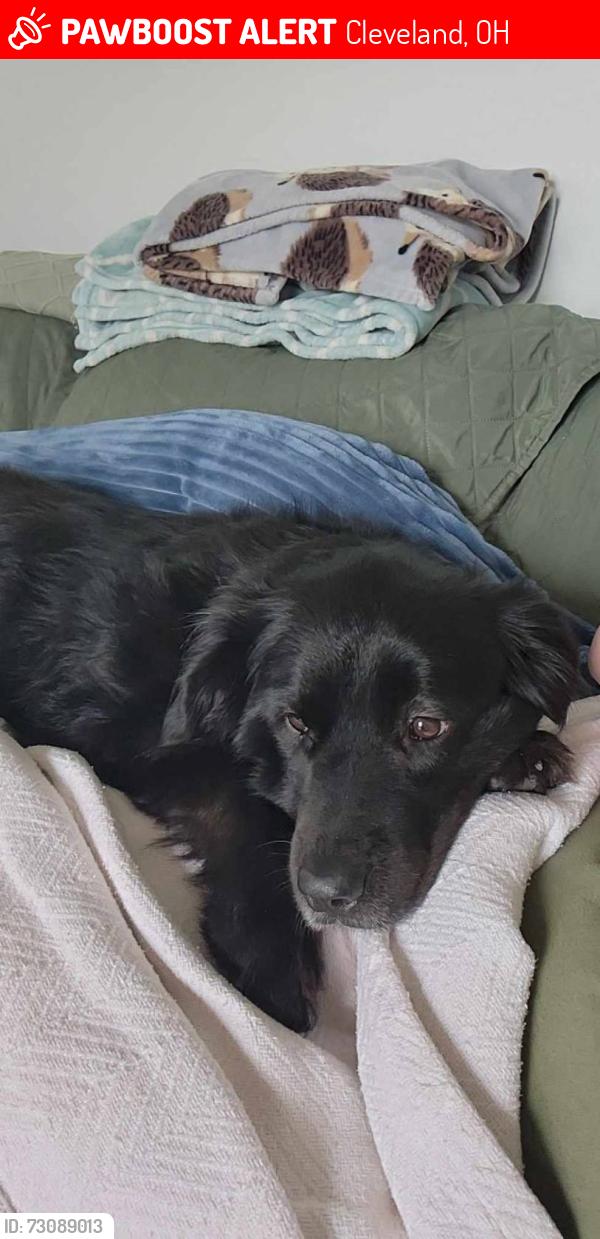 Lost Female Dog last seen Lorain, cooley,west, w.130, Cleveland, OH 44111