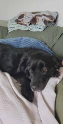 Lost Female Dog last seen Lorain, cooley,west, w.130, Cleveland, OH 44111