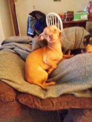 Lost Male Dog last seen 136w lilac Lane Midwest boulevard, Midwest City, OK 73110