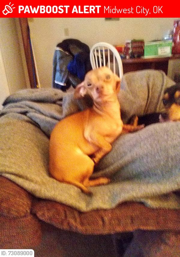 Lost Male Dog last seen 136w lilac Lane Midwest boulevard, Midwest City, OK 73110