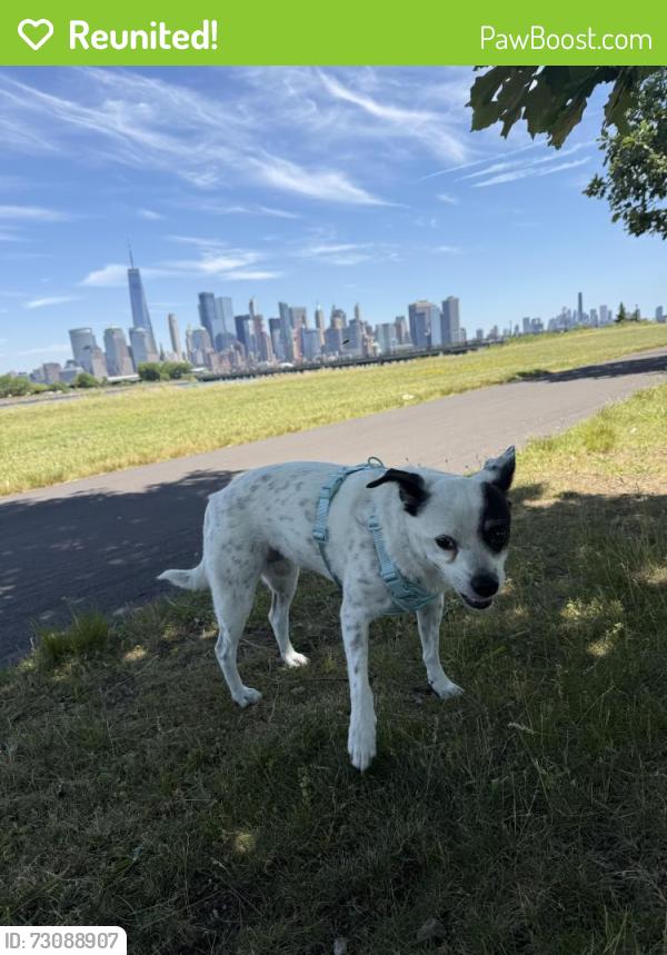 Reunited Female Dog last seen Delafield Ave, Lyndhurst, NJ 07071