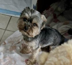 Lost Male Dog last seen Hellyer AVE, San Jose, CA 95111