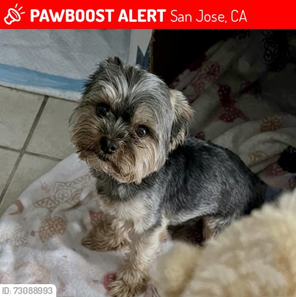 Lost Male Dog last seen Hellyer AVE, San Jose, CA 95111
