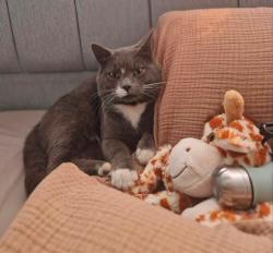 Lost Male Cat last seen Chatham Grove , , England ME4
