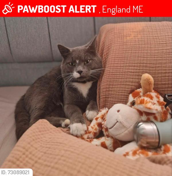 Lost Male Cat last seen Chatham Grove , , England ME4