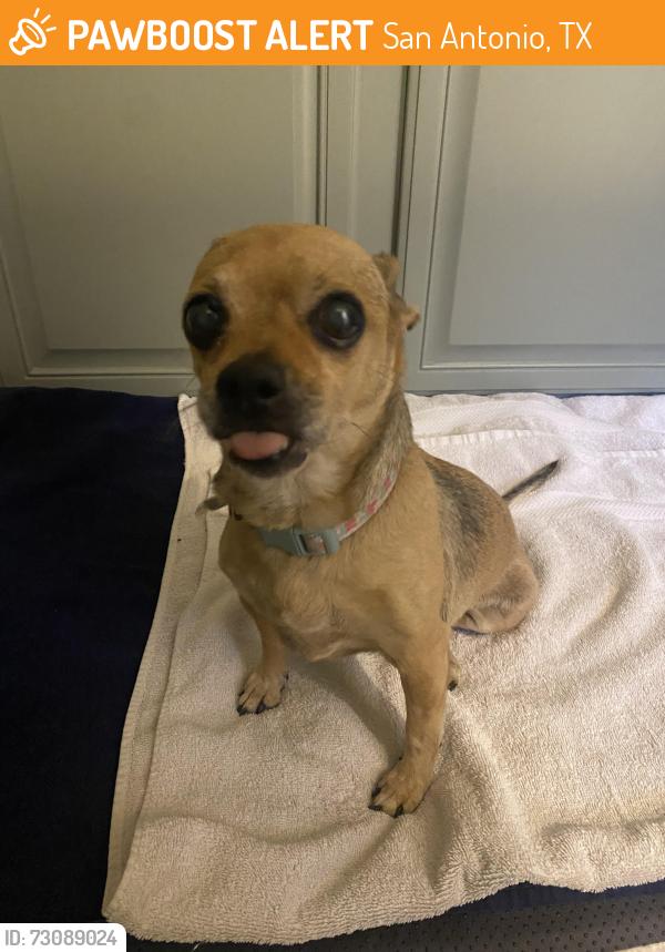 Found/Stray Female Dog last seen Kallison arbor, San Antonio, TX 78254