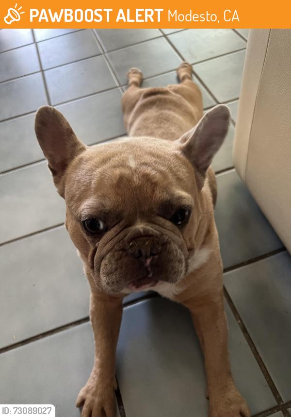 Found/Stray Male Dog last seen Herndon, Modesto, CA 95351