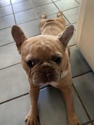 Found/Stray Male Dog last seen Herndon, Modesto, CA 95351