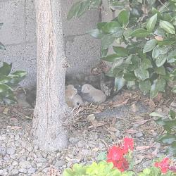 Found/Stray Unknown Cat last seen My backyard, Bakersfield, CA 93314