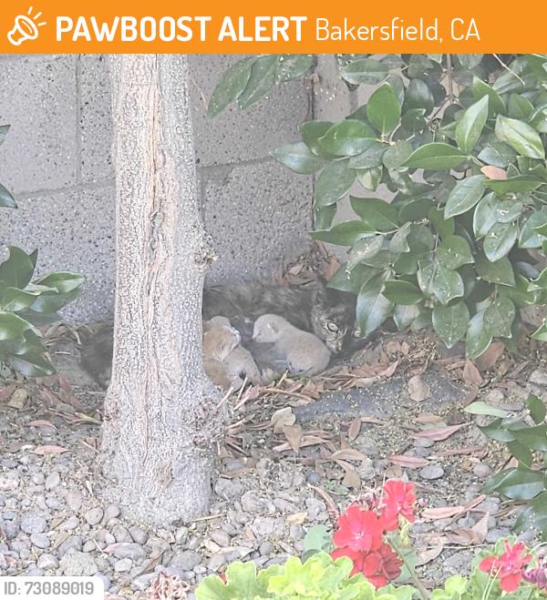 Found/Stray Unknown Cat last seen My backyard, Bakersfield, CA 93314