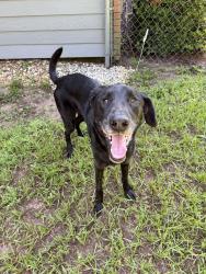 Found/Stray Male Dog last seen Windsong Lane and Alligator Lake Rd, St. Cloud, FL 34772