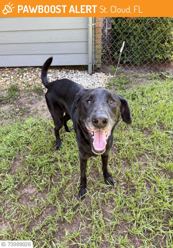 Found/Stray Male Dog last seen Windsong Lane and Alligator Lake Rd, St. Cloud, FL 34772