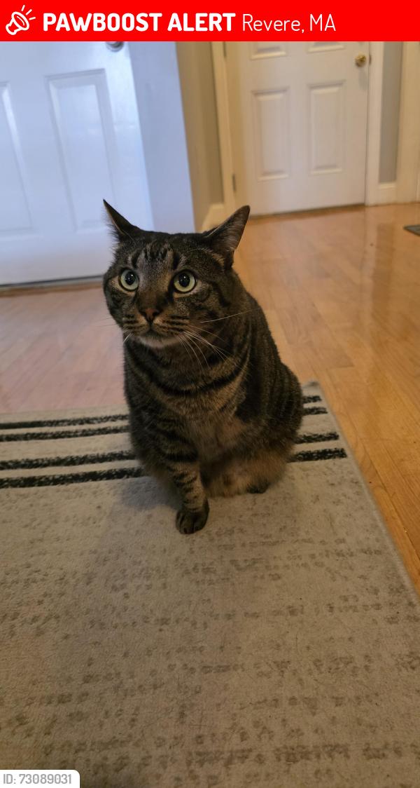 Lost Male Cat last seen Cecilian Ave Revere, Revere, MA 02151