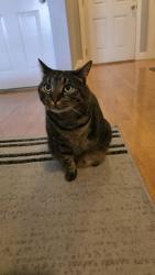Lost Male Cat last seen Cecilian Ave Revere, Revere, MA 02151