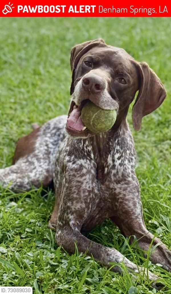 Lost Male Dog last seen Shadow springs neighborhood, Denham Springs, LA 70726
