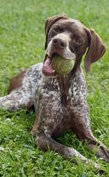 Lost Male Dog last seen Shadow springs neighborhood, Denham Springs, LA 70726