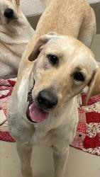 Shelter Stray Male Dog last seen Apt a,7201 Levander Loop, AUSTIN, TX, 78702, 7201 Levander Loop bldg a, Austin, TX 78702, USA