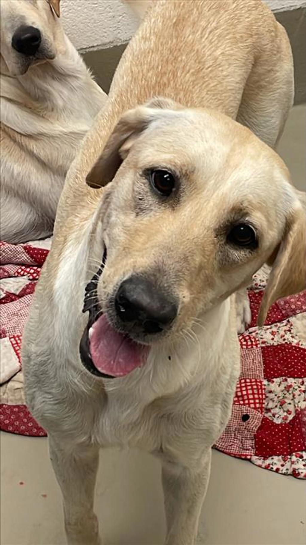 Shelter Stray Male Dog last seen Apt a,7201 Levander Loop, AUSTIN, TX, 78702, 7201 Levander Loop bldg a, Austin, TX 78702, USA