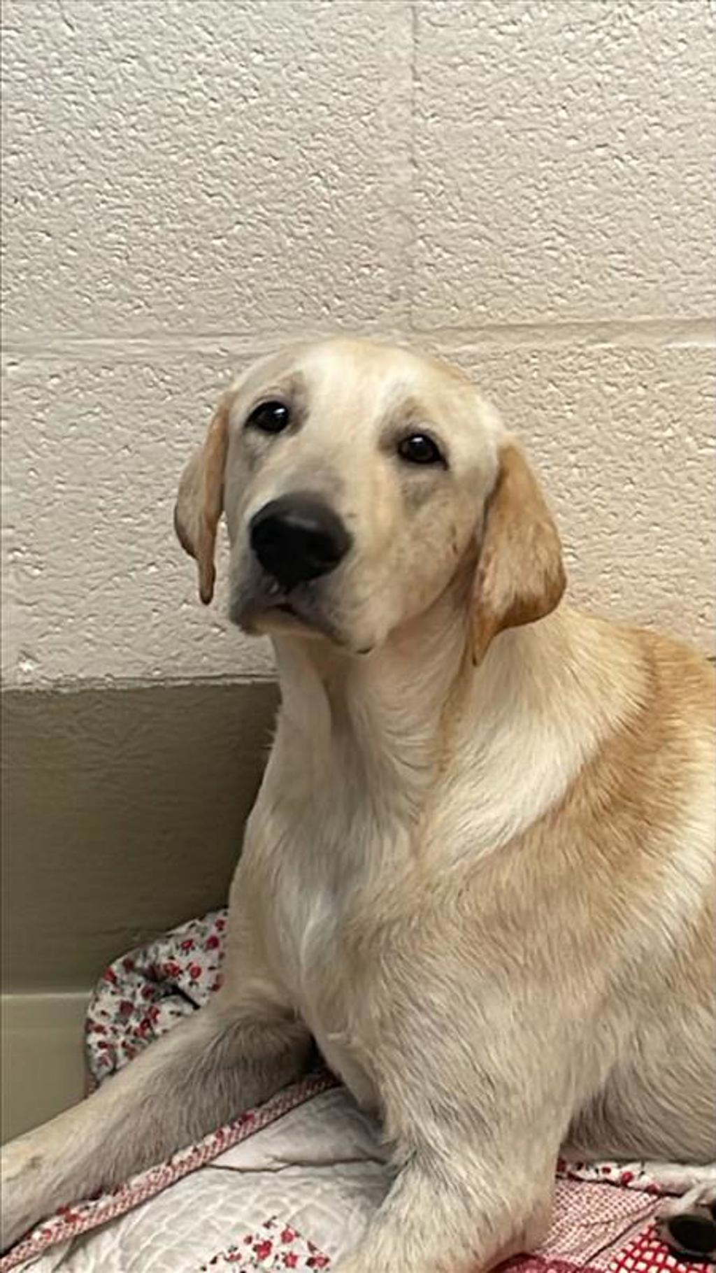 Shelter Stray Female Dog last seen Apt a,7201 Levander Loop, AUSTIN, TX, 78702, 7201 Levander Loop bldg a, Austin, TX 78702, USA