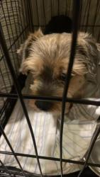 Shelter Stray Male Dog last seen Apt a,7201 Levander Loop, AUSTIN, TX, 78702, 7201 Levander Loop bldg a, Austin, TX 78702, USA