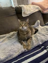 Lost Male Cat last seen Mount Vernon, Lemon Grove, CA 91945