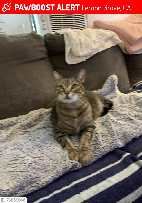 Lost Male Cat last seen Mount Vernon, Lemon Grove, CA 91945