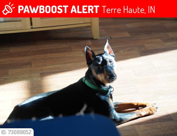 Lost Male Dog last seen South 20th by Pickle Ball courts at Brittlebank Park, Terre Haute, IN 47802
