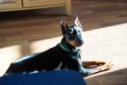 Lost Male Dog last seen South 20th by Pickle Ball courts at Brittlebank Park, Terre Haute, IN 47802